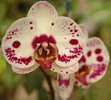 Thumbnail Orchid