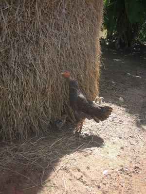 Product picture Hungry Hmong chicken 