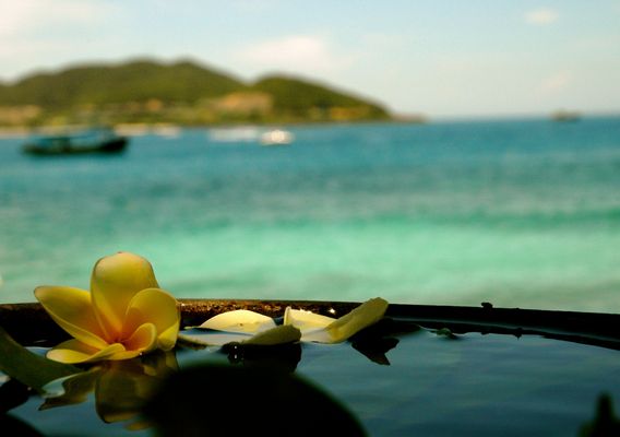 Product picture Vietnames lilly