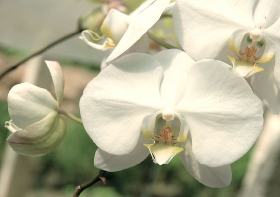 Product picture orchid