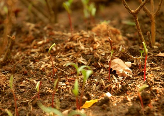 Product picture green shoots of the spring