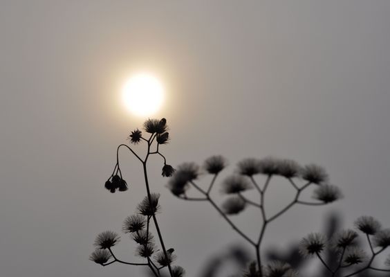 Product picture Flowers in the sun