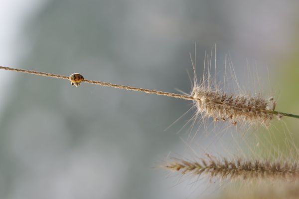 Product picture Bud on the journey