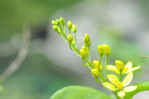 Product picture beautiful yellow buds